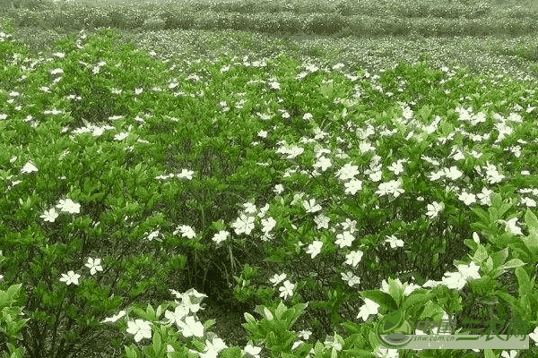 种植栀子花高产的繁殖方法